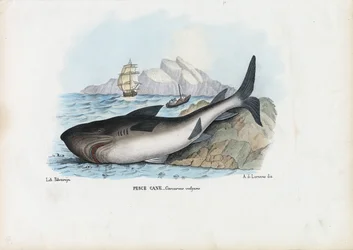 Pintarroja, 1863-79